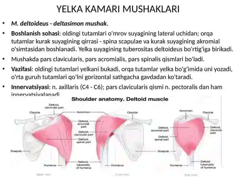 Yelka kamari va yelka mushaklari. Bilak mushaklari va fassiyalari. Qo’l kaft mushaklari. Qo’l kaftining pay qinlari. 2