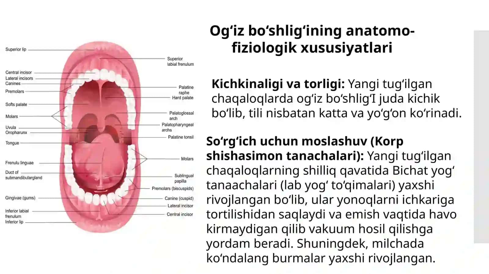 Bolalarda Og‘iz Bo‘shlig‘i, Halqum va Qizilo‘ngachning Anatomo-Fiziologik Xususiyatlari | 12 Slayd 2