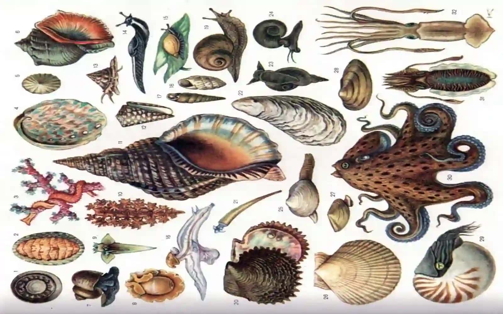7-sinf Zoologiya 'Qorinoyoqli mollyuskalar sinfi' ko'rgazma 2