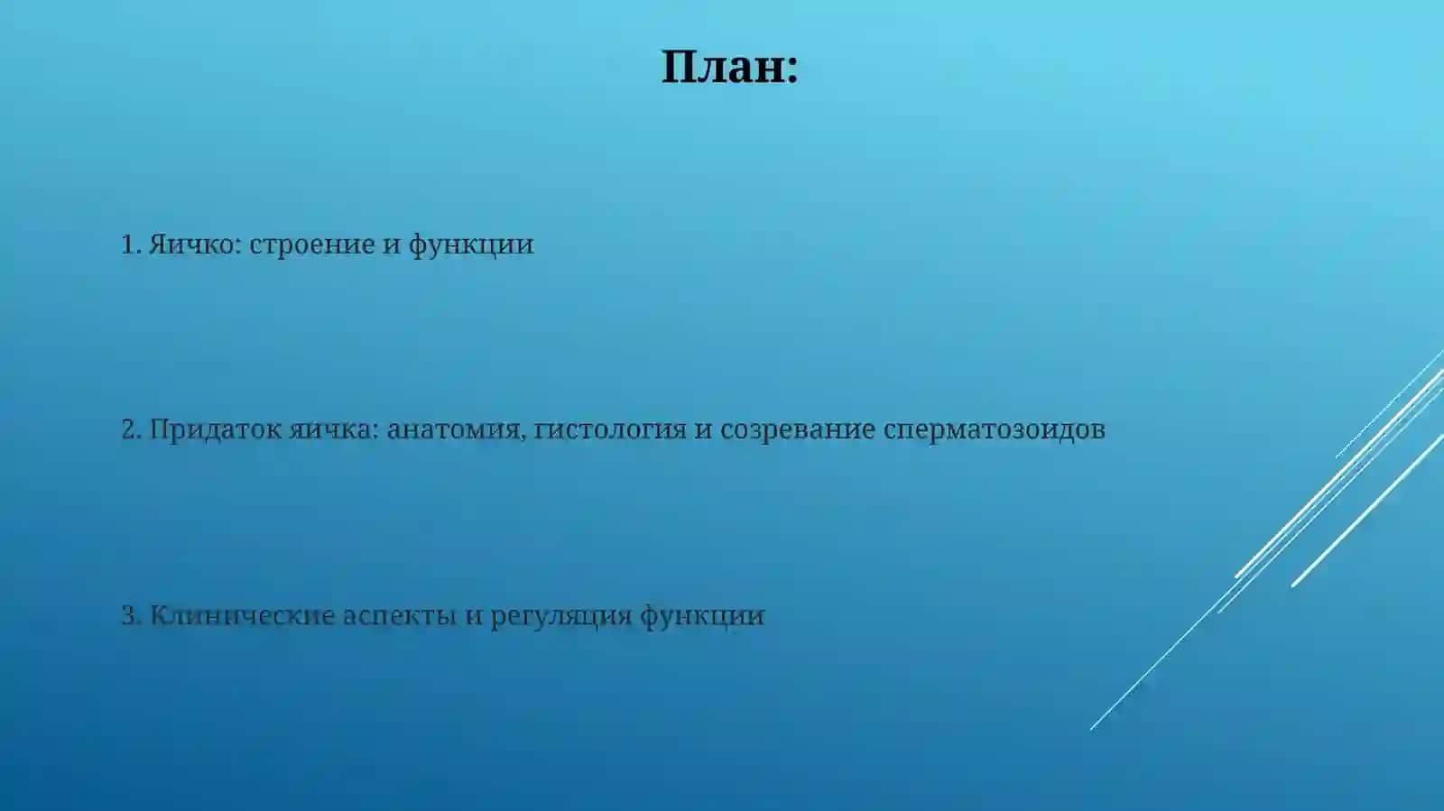 Мужеская половая система. Семенник, придаток семенника 2