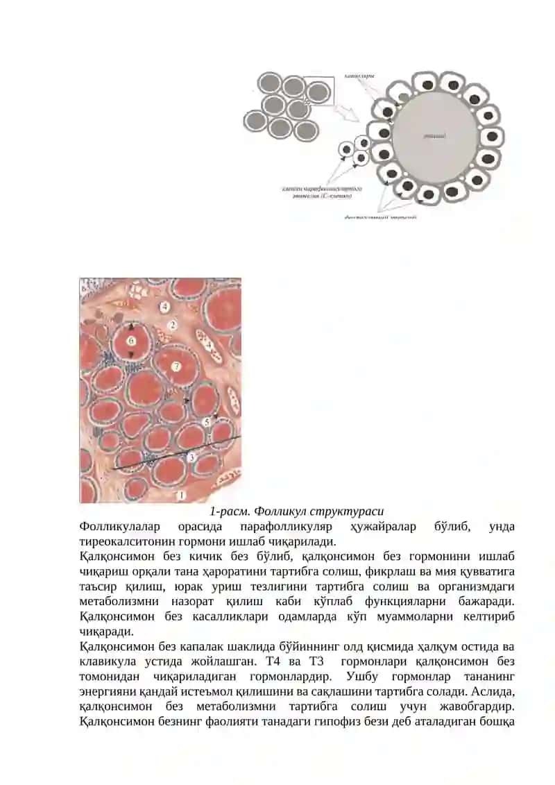 Qalqonsimon bez patologiyasi bilan bemorlarni tekshirish va diagnostikasi 2