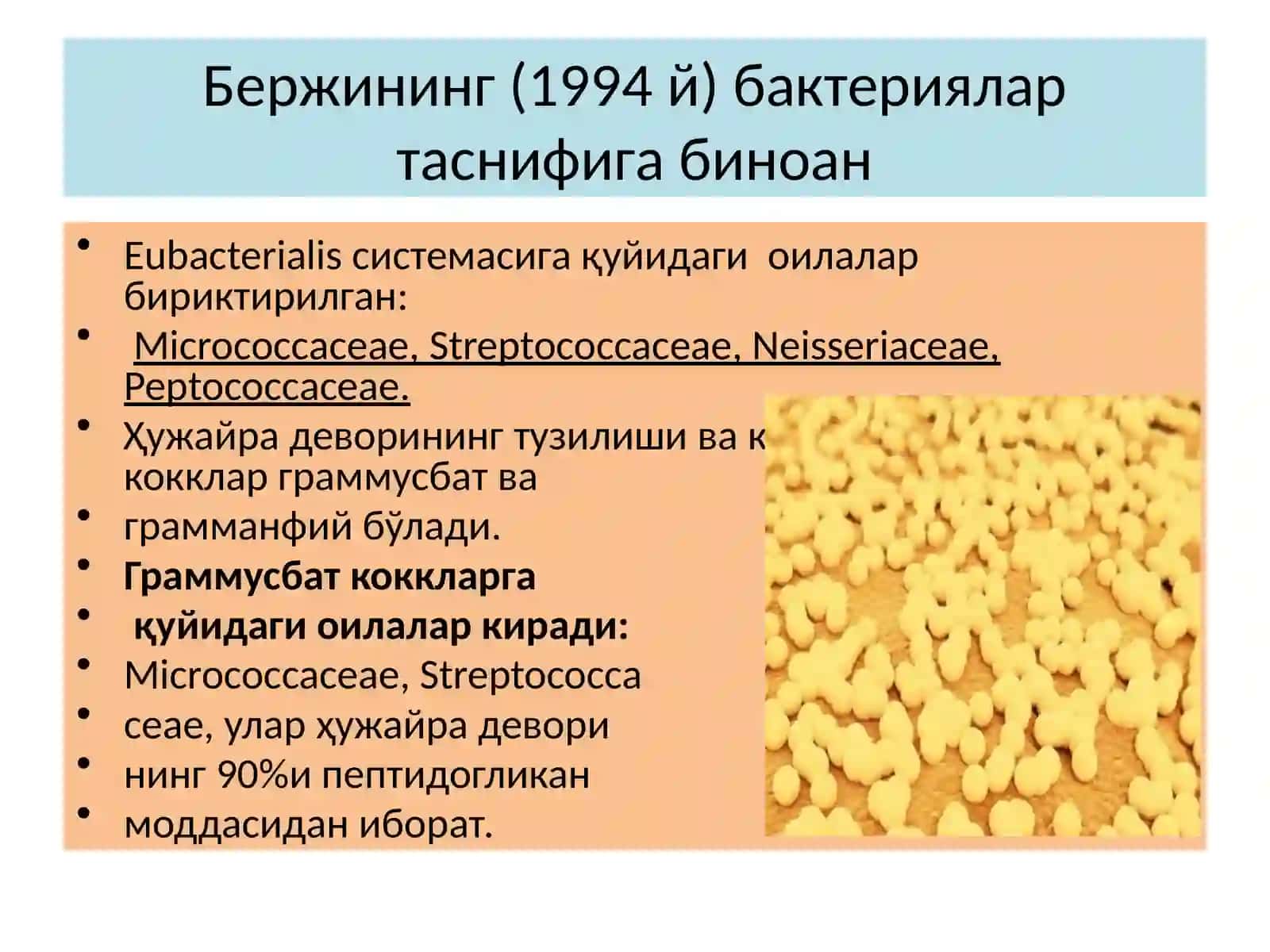 Йирингхосилкилувчикокклар:стафилакокк,стрептакоккважарохатинфекцияларининглабораторияташхиси 2
