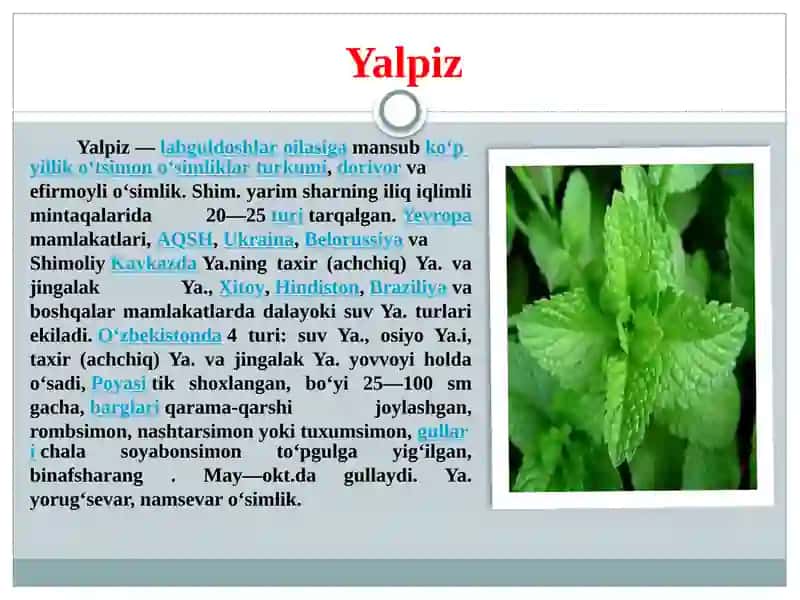 Yalpiz 2