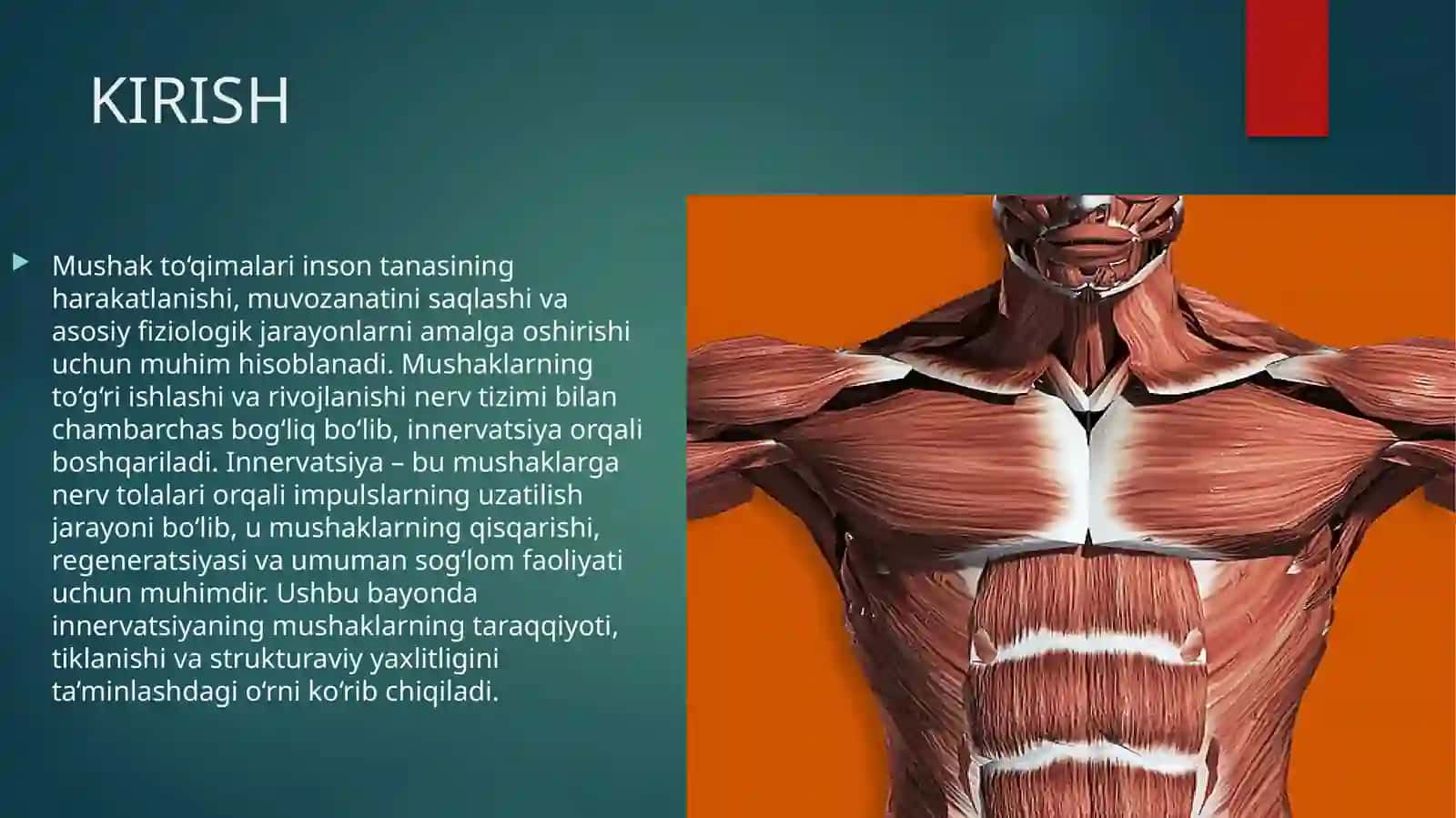 MUSHAKLARNING TARAQQIYOTI, REGENERATSIYASI VA STRUKTURAVIY BUTUNLIGINI SAQLASHDA INNERVATSIYANING AHAMIYATI 2