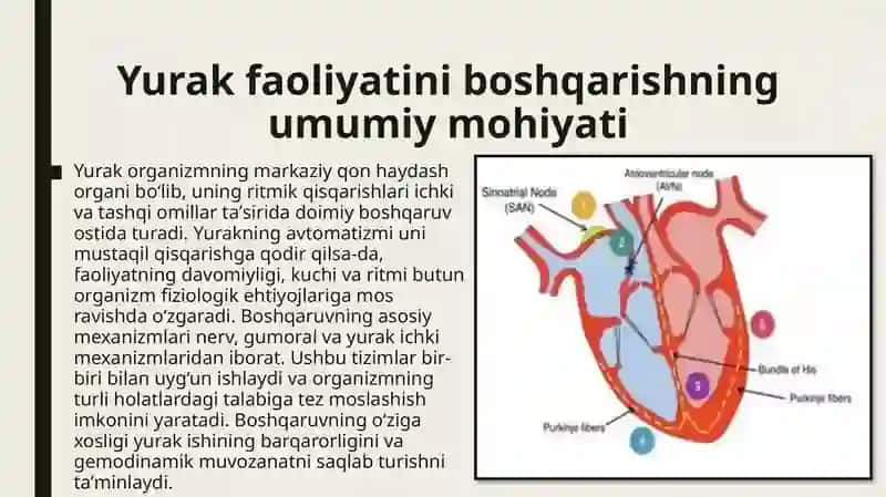 Yurak faoliyatini boshqarilishiniOʻzigaxosligi 2