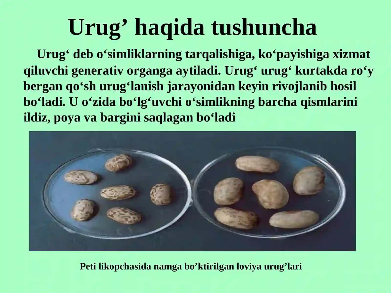 Amaliy mashg’ulot. Tarkibidagi zaxira oziq moddasiga ko’ra urug’larning suv shimishini(bo’kishini) aniqlash 2