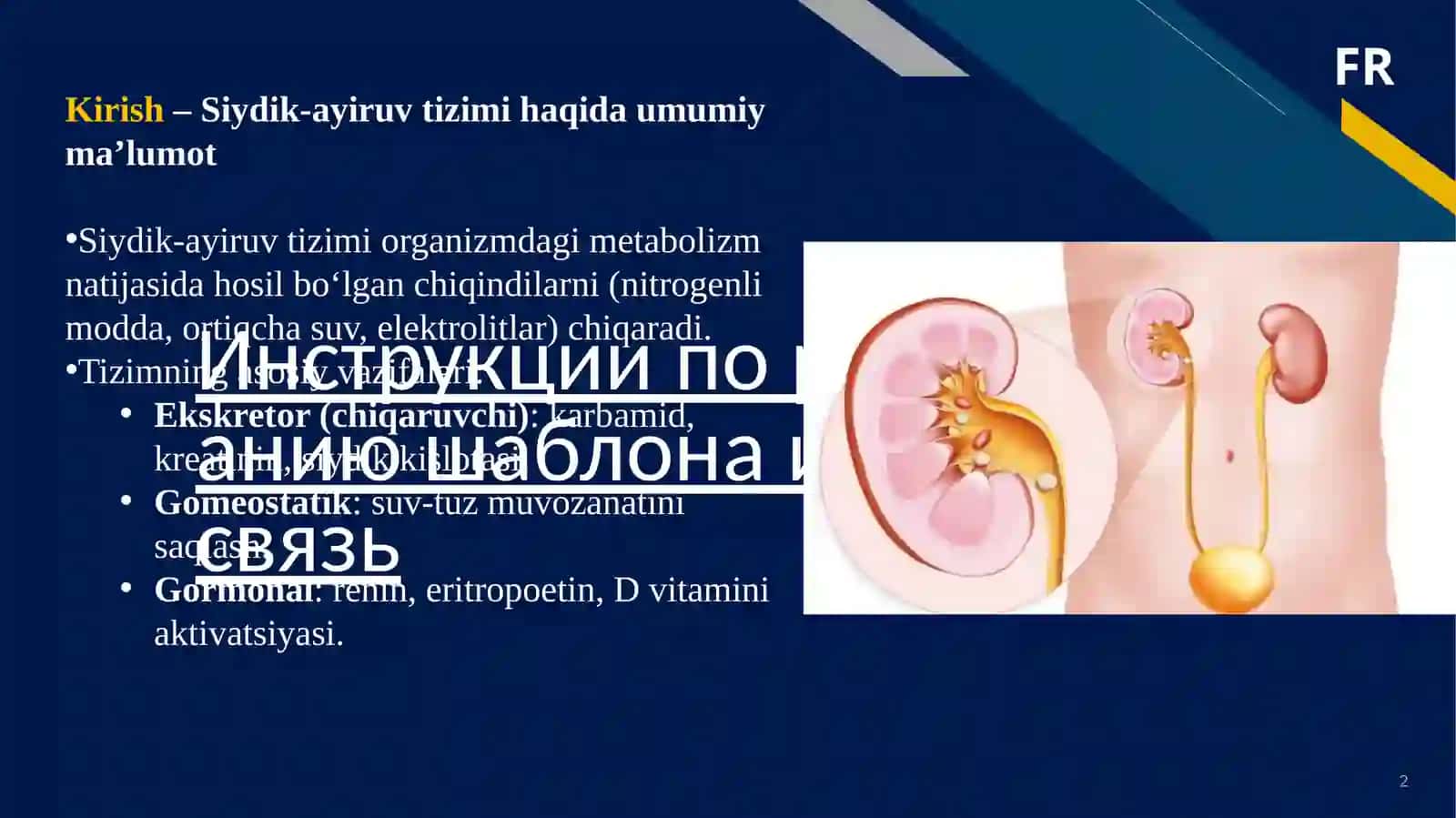 Siydik-ayiruvtizimining anatomo-fiziologik vaklinik xususiyatlari 2