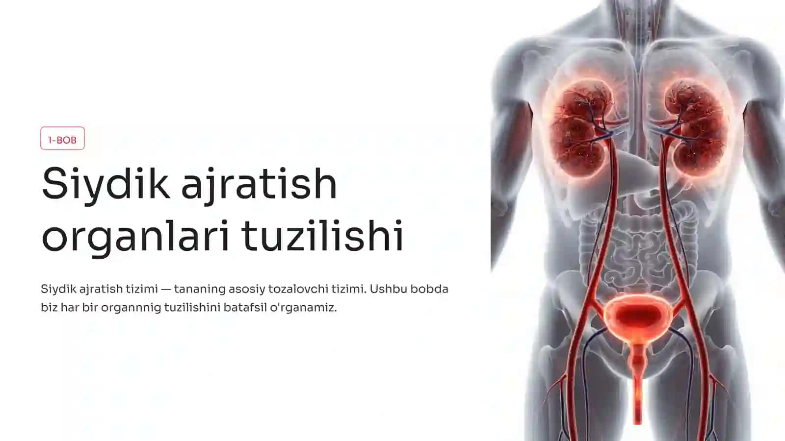 Siydik ajratish organlari: Tuzilishi va funksiyalari 2