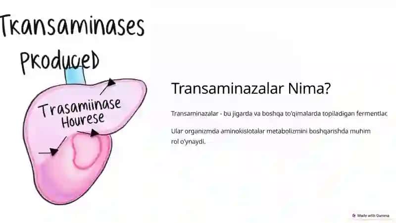 Transaminazalar: Klinikahamiyati 2
