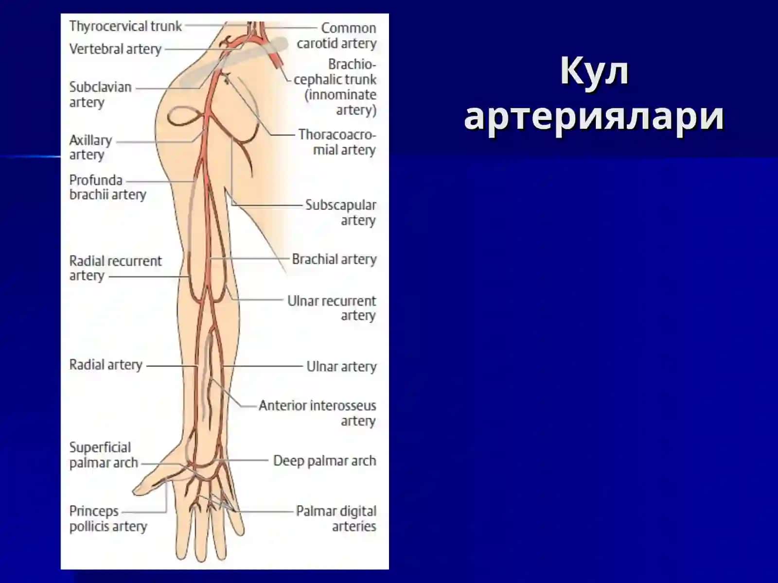 Умров ости, култик ости, кул артериялари. Кулнинг кон билан таъминланиши 2