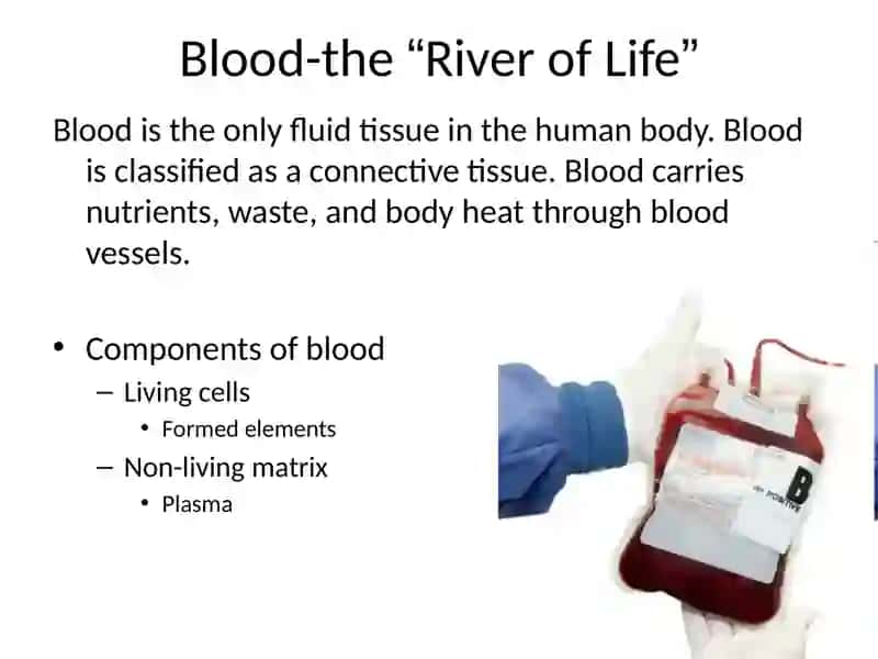 Components of Blood 2