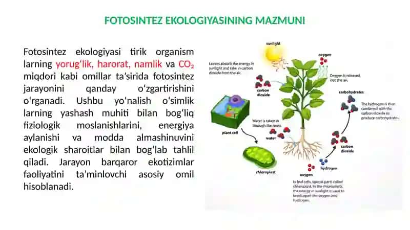 FOTOSINTEZ EKOLOGIYASI 2