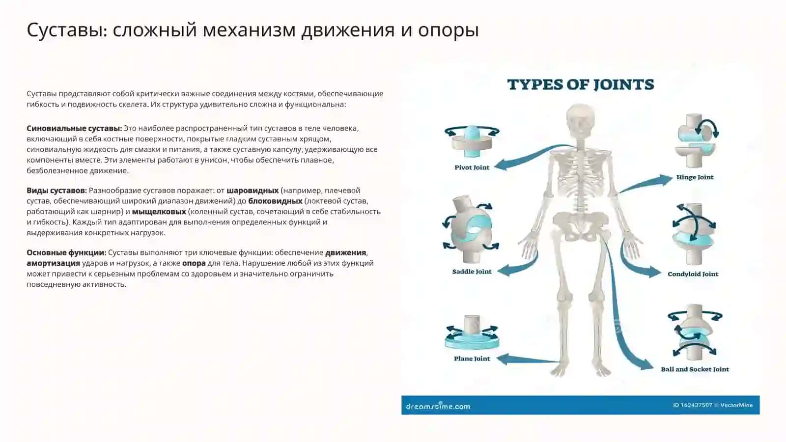 Влияние внешних и внутренних факторов на строение суставов 2
