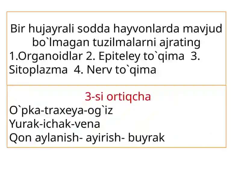 Sodda hayvonlar tipi Soxtaoyoqlilar sinfi 2