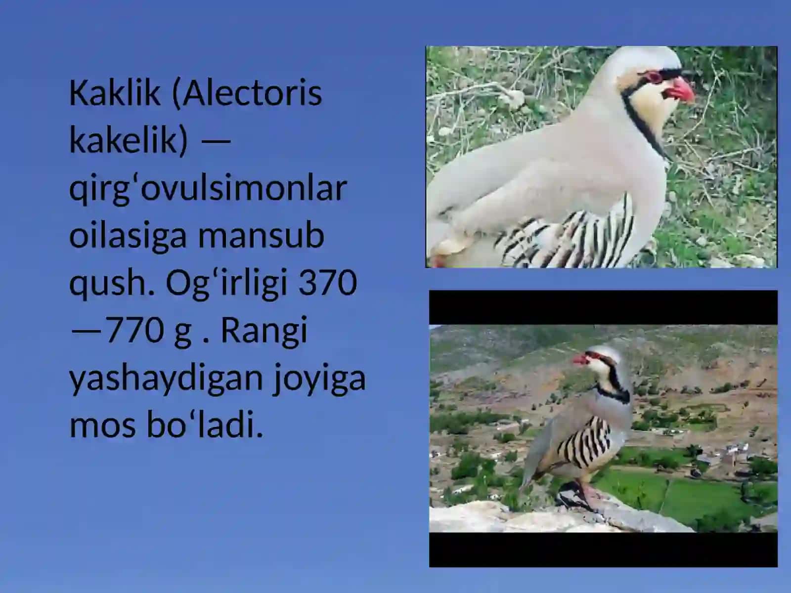 Kakliklar oilasi "ALECTORES chukar" 2