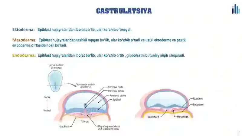 Gastrulyatsiya 2