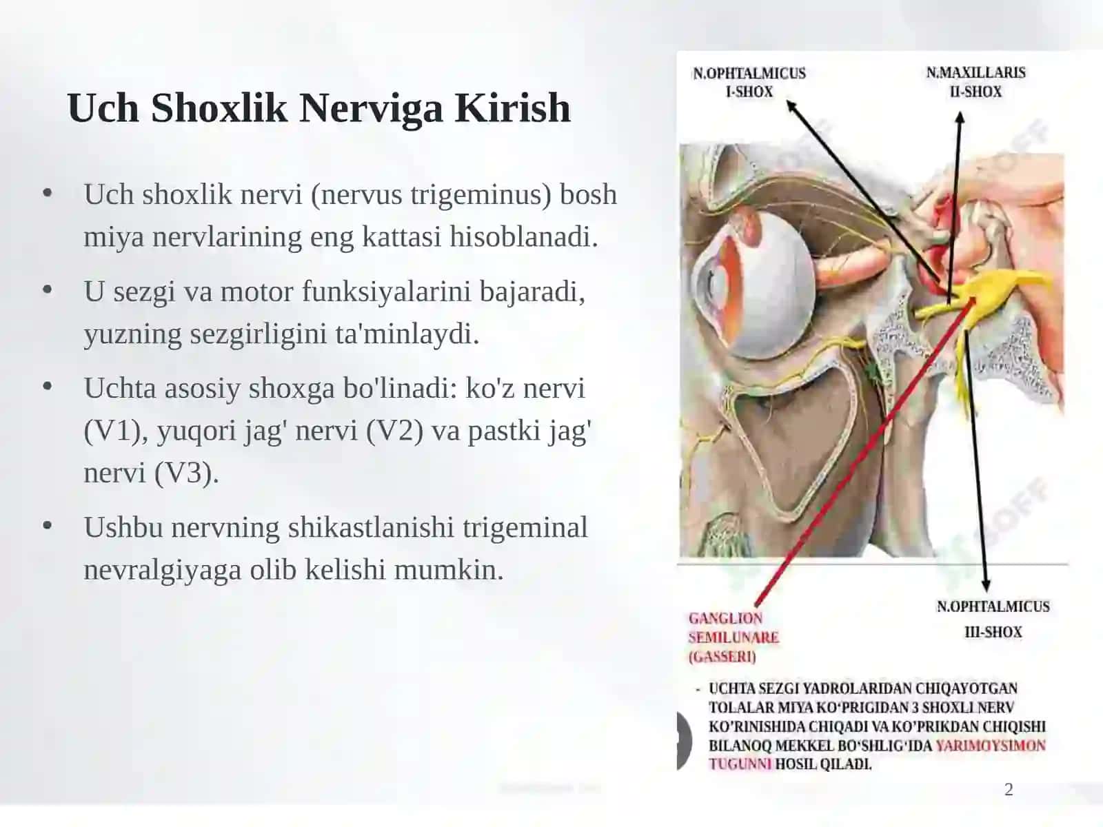 Uch shoxlik nervning vegetativ tugunlari 2