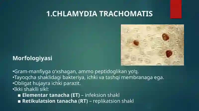 Xlamidoz,mikoplazmoz,trihomoniozqo'zg'atuvchilariningtavsifivatashhisi 2