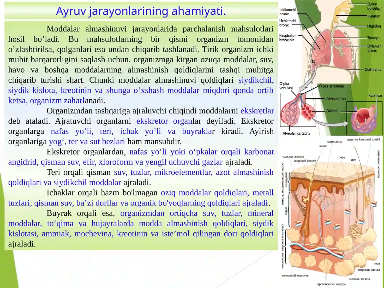 Ayiruv tizimlarining yosh xususiyatlari va gigiyenasi 2