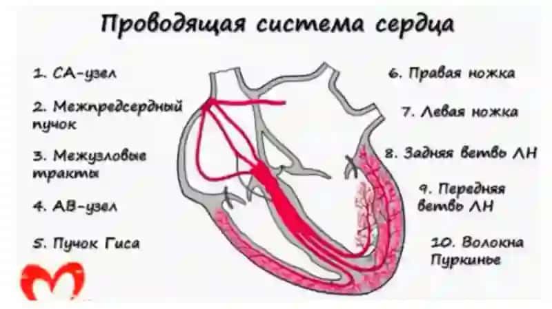 ЭКГ асослари 2