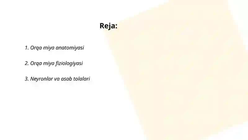 Orqa miya anatomiyasi 2