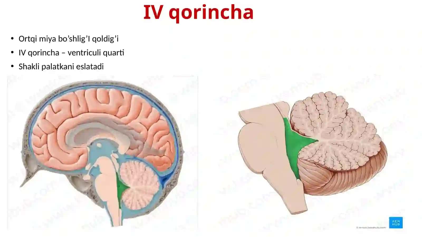 IV qorincha.Rombsimon chuqurcha 2
