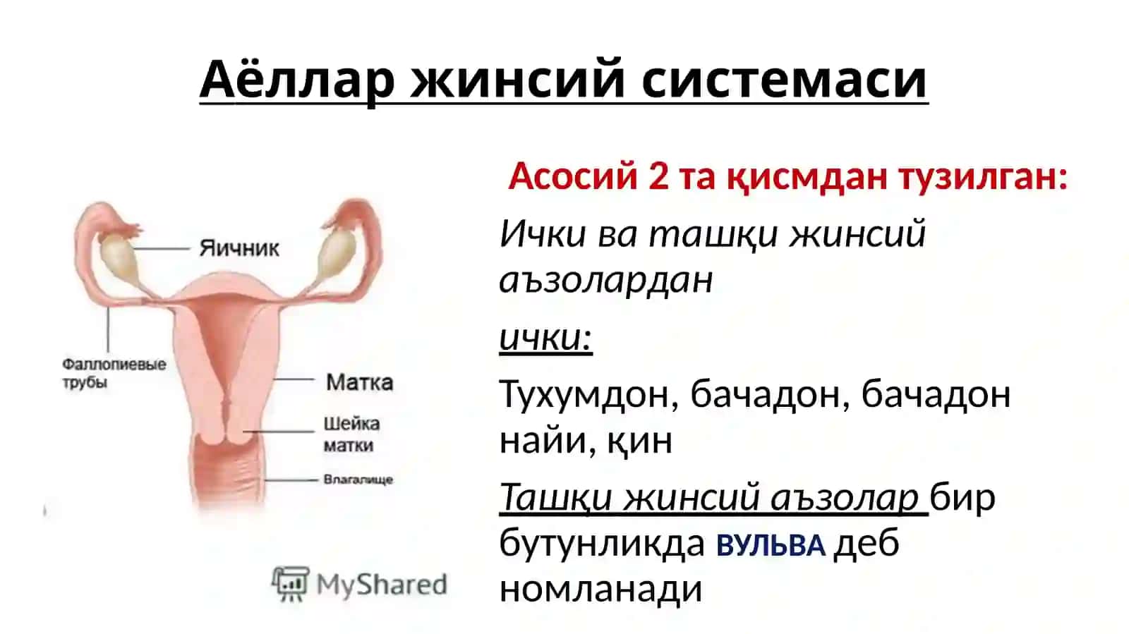 АЁЛЛАР ЖИНСИЙ СИСТЕМАСИ.ЭМБРИОЛОГИЯ АСОСЛАРИ 2