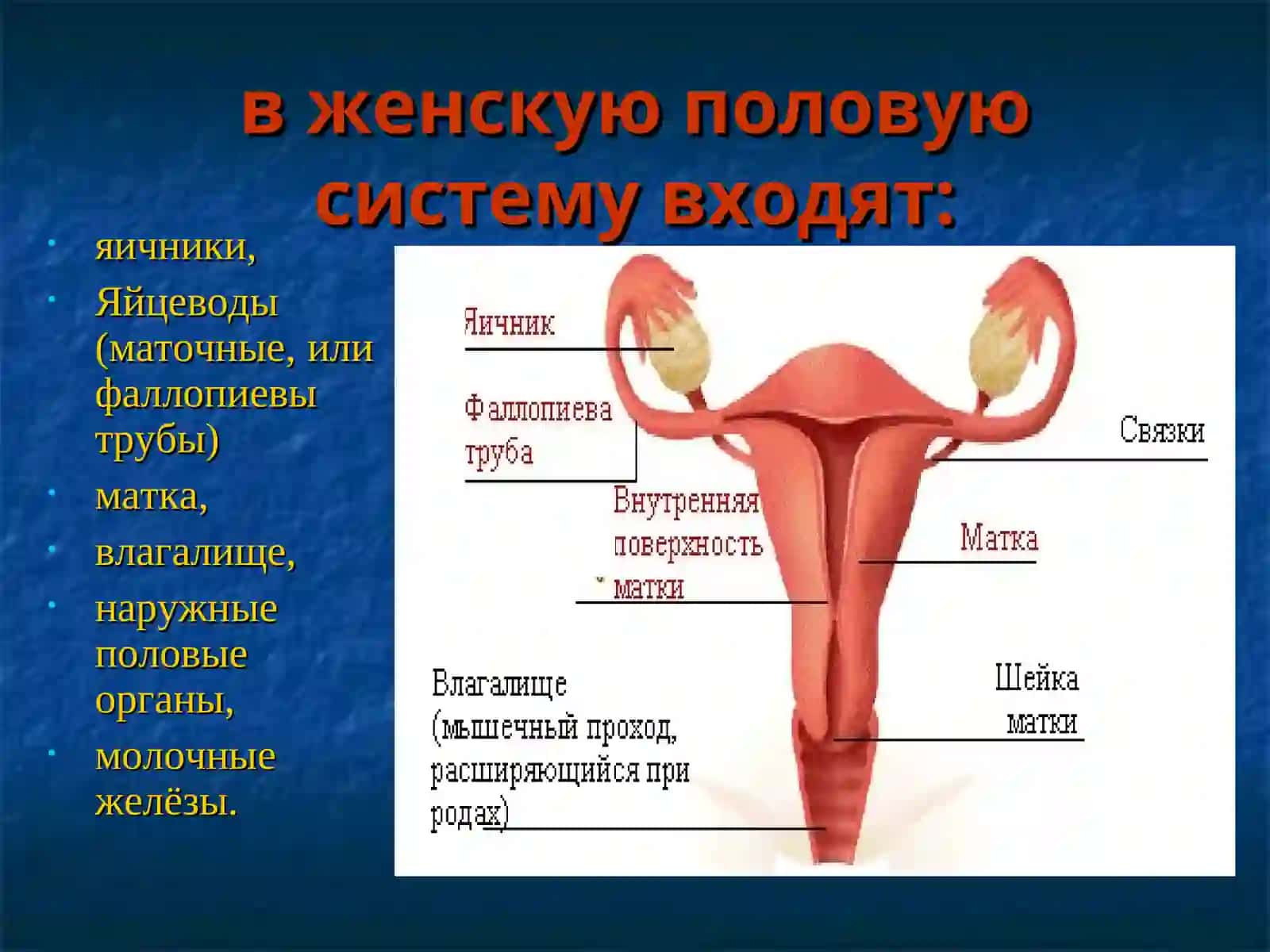 Женская половая система 2