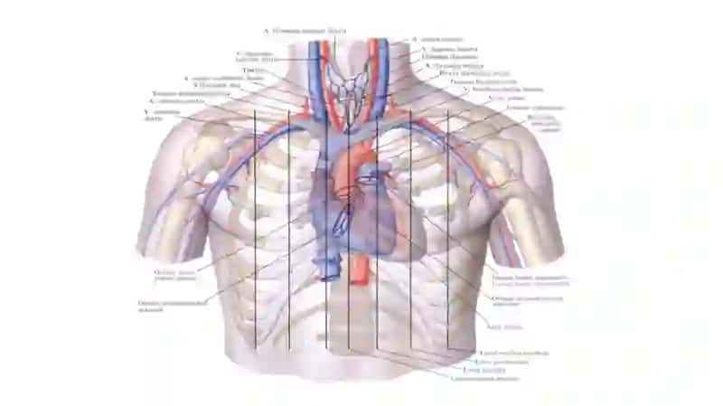 aorta 2