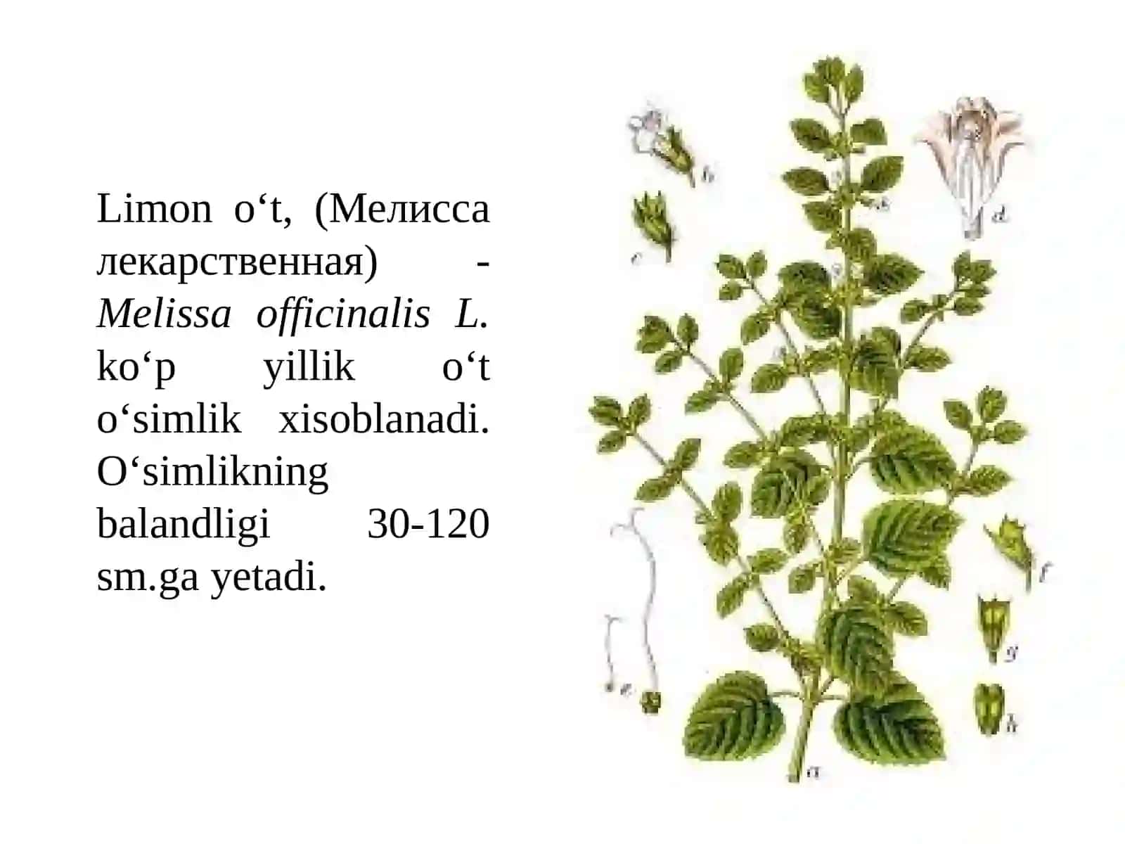 Limono‘t o‘simligini yetishtirish texnologiyasi 2