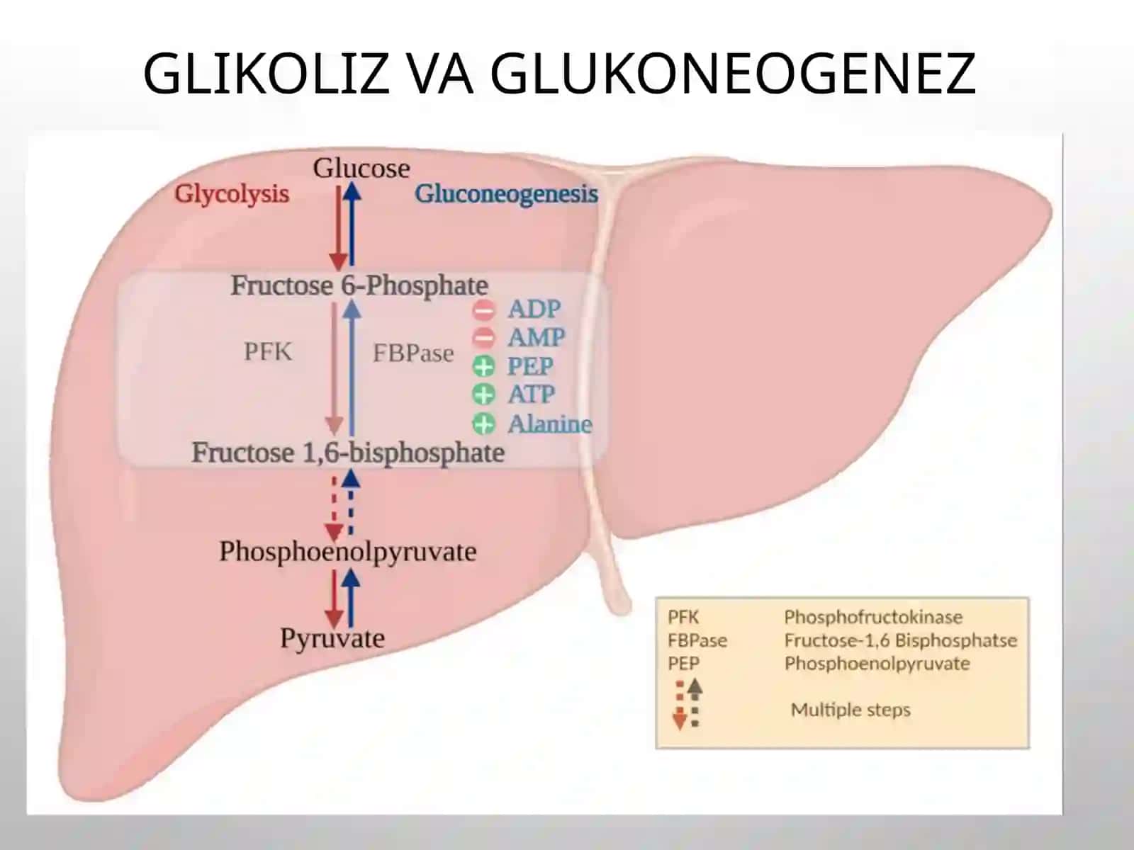 JigardaglikolizvaglikoneogenezboshqarilishiKotexolaminvaglyukokortikoidlarninguglevodalmashinuvigata’siri 2