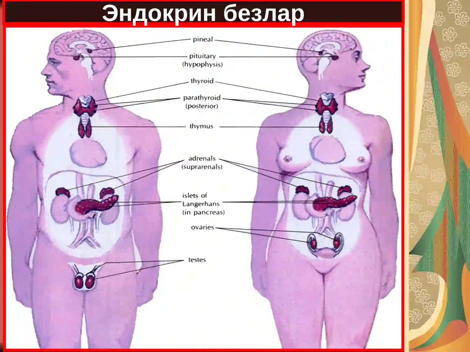 Эндокрин тизим патофизиологияси 2