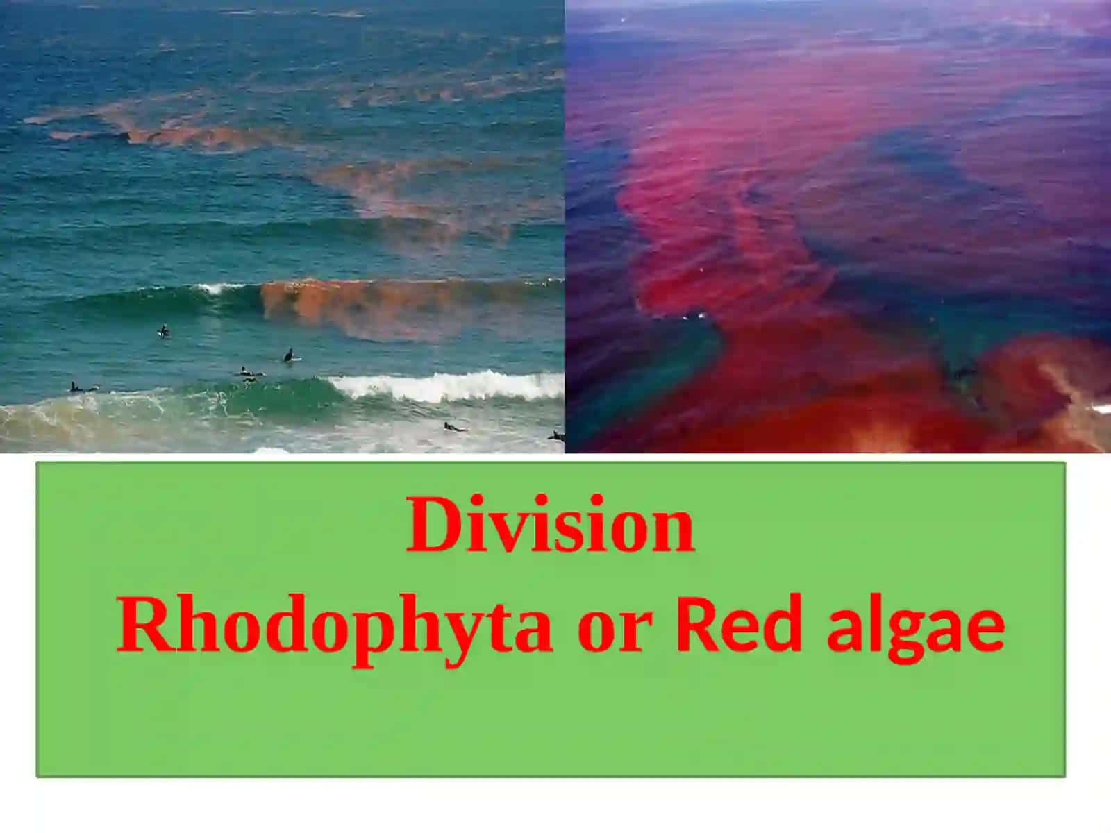 Rhodophyta or Red algae 2