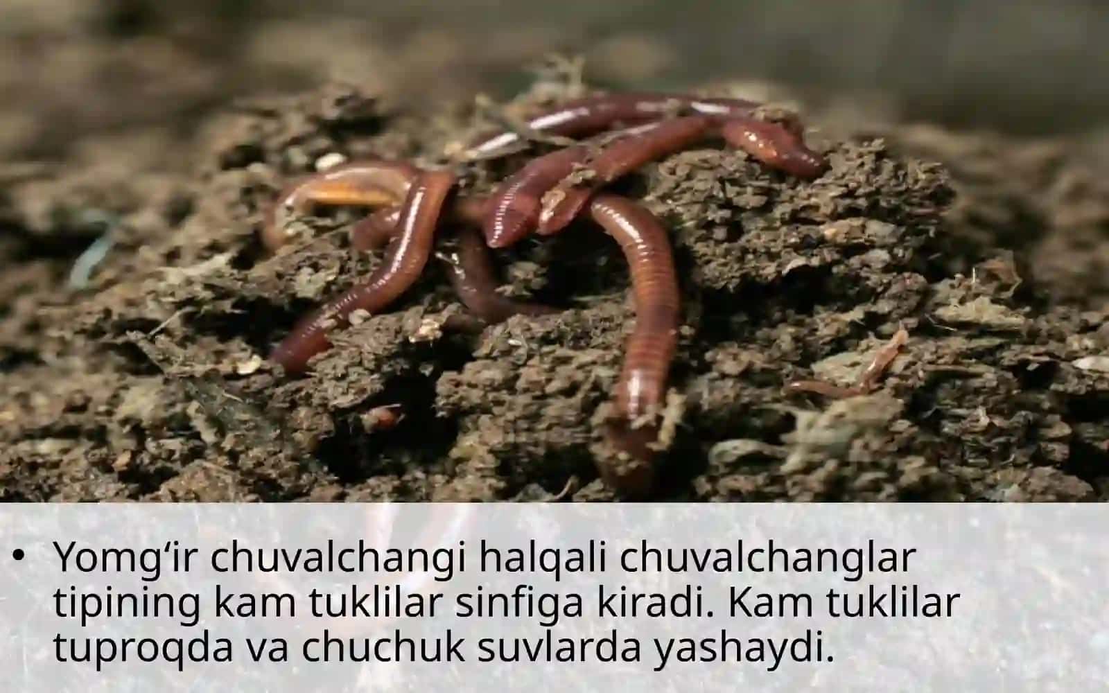 Yomg‘ir  chuvalchangining tashqi  tuzilishi 2