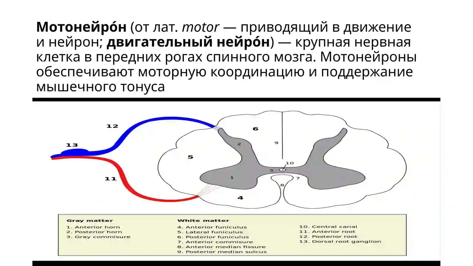 Функциональная характеристика мотонейронов спинного мозга 2