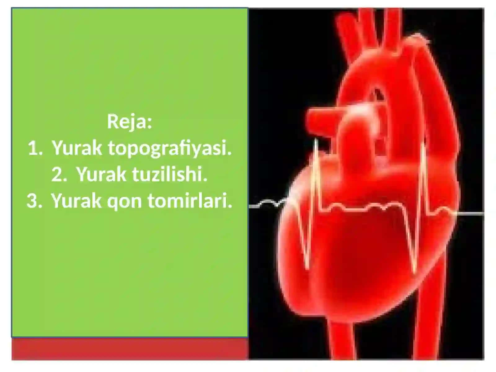 Yurak-qontomirlar tizimi 2