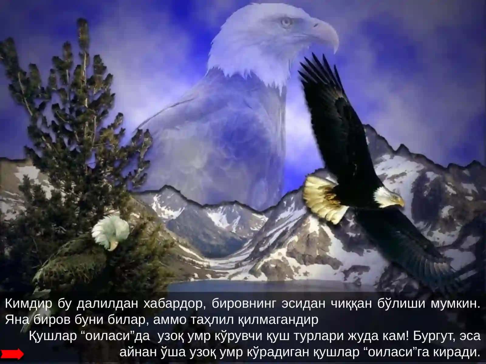 Бургут ҳаётидан сабоқ 2