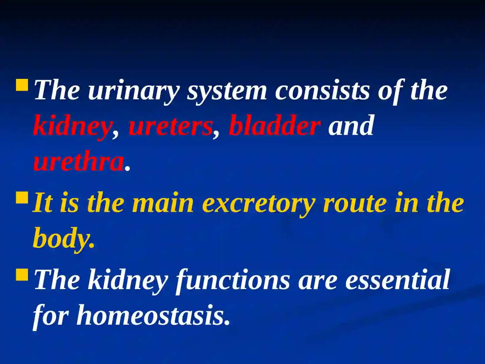 The urinary system 2