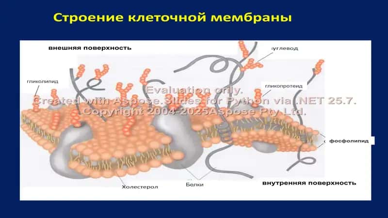 Биоэлектрические явления в возбудимых тканях. Физиология возбудимых тканей организма 2