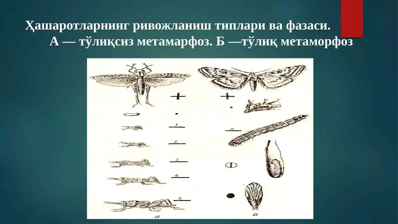 Ҳашаротларнинг ривожланиш типлари ва фазаси 2