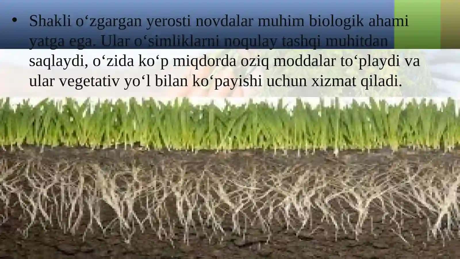 5-sinf Botanika Shakli o'zgargan yerosti novdalar 2