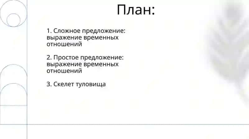 Скелет туловища 2