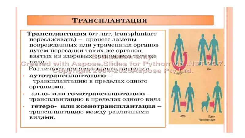 РАЗВИТИЕ ТРАНСПЛАНТАЦИИ НА СОВРЕМЕННОМ ЕТАПЕ 2