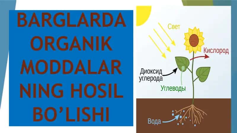 Xajiyeva Mo’tabarning "Barglarda organik moddalarning hosil bo’lishi" mavzusidagi tagdimoti 2