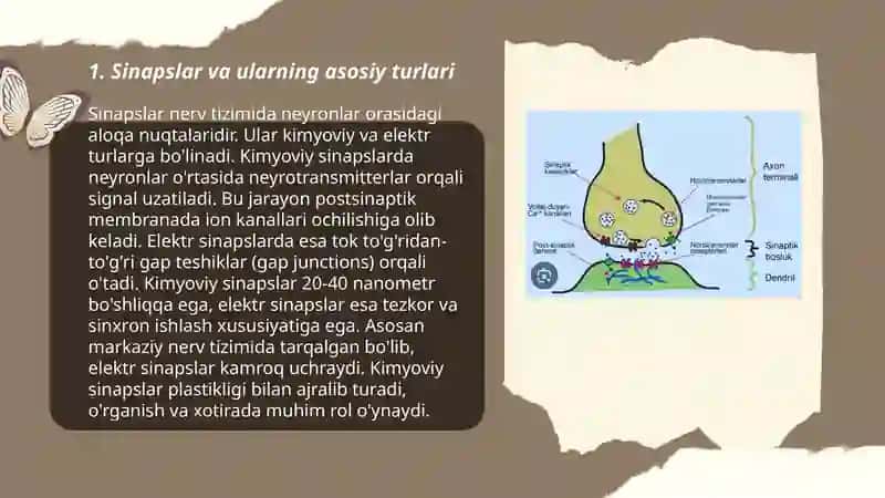 Sinapslarning turli moddalarga sezgirligi 2