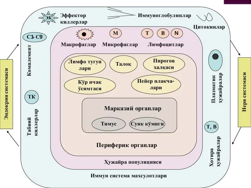 Хужайравий ва гуморал типдаги иммун реакциялар. Т ва В лимфоцитлар системаси ва уларнинг субпопуляци 2