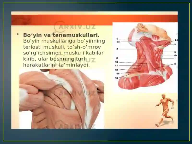 Bo’yin muskul va fassiyalarining tuzilishi 2