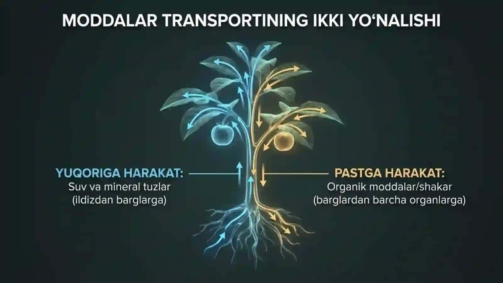 Poyada oziq moddalarning harakatlanishi 2