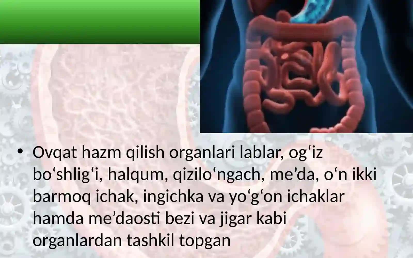 Ovqat hazm qilish organlarining tuzilishi va vazifasi 2