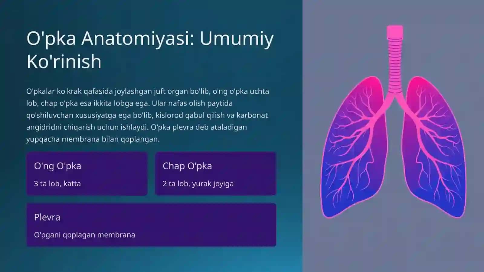 O'pkaning Tuzilishi, Vazifasi va Kasalliklari 2
